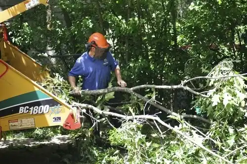 tree services Wilberforce
